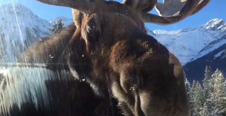 Is It Possible for a Moose To Lift a Car?