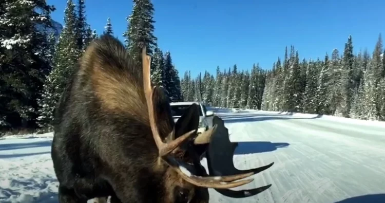 A Comparison between Moose vs. Car