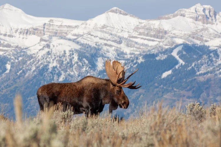 Moose vs. Car